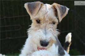 Choose state alabama arizona arkansas california colorado connecticut delaware georgia idaho illinois indiana iowa kentucky louisiana maryland massachusetts they love to cuddle and play and are very good with children and other pets. Pin On Puppies