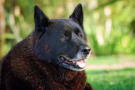 The akita german shepherd mix is susceptible to these problems: Akita Dog Breed Information Characteristics Daily Paws