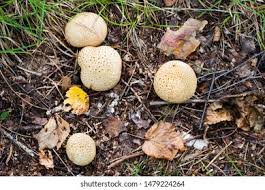 Image result for Scleroderma aurantium