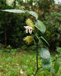 Image result for Rungia grandis