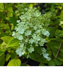 Image result for Motandra paniculata