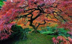 Sep 26, 2016 · cherry blossoms are one of the world's most beautiful flowers. 12 Most Beautiful Trees In The World