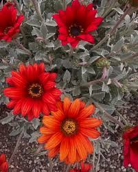 Image result for Arctotis