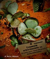Aufnahmedatum 27 12 2017 Botanischer Garten Stadt Linz Geldbaum