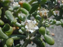 Image result for Zygophyllum leucocladum