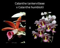 Image result for Bulbophyllum humblotii