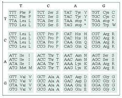 The correct amino acid must be used in incorrect places because amino acids have different properties. Deducing Amino Acid Sequence From A Dna Sequence Biology Stack Exchange