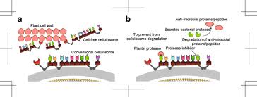 Check spelling or type a new query. Temporal Proteome Dynamics Of Clostridium Cellulovorans Cultured With Major Plant Cell Wall Polysaccharides Bmc Microbiology Full Text