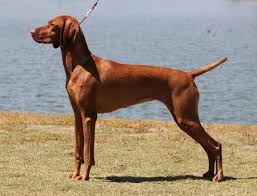 1 male vizsla puppies in vermont ready to leave 17 parents are akc registered and puppies will be able to be akc registered as well these. Vizsla Breeder Registry Vizsla Breeders California Usa Vizslas Vizsla Puppies Vizsla Breeder Registry Jayney S Creative Works Jcw