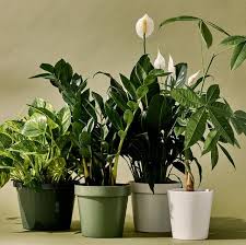 The following tropical plants can be grown indoors to bring a bit of the jungle or rainforest into your living room, bath, or bedroom. Best Indoor Plants Snake Plant Zz Plant Pothos And More