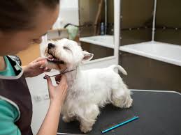 Dogs are unique and so are their coats. Learn How To Get Dog Groomer Certification