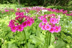 Image result for Primula