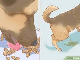 3 Ways To Stop A Dog From Urinating Inside After Going Outside