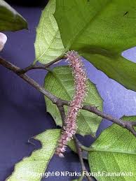 Image result for Streblus