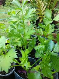 Daun sirih tidak hanya bermanfaat untuk kesehatan saja, tapi juga menjadi peluang menghasilkan keuntungan, berikut cara menanam daun sirih mudah dipratekkan. Norlienature Ramai Yang Minta Kakak Kongsi Cara Kakak Facebook