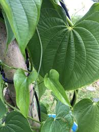 Image result for Dioscorea cotinifolia