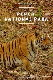 Let S Live The Jungle Book Pench National Park Nagpur National Parks Wildlife Safari Travel Alone