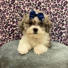 Miami french bulldogs, is a quality french bulldog breeder akc certified. Furry Babies Janesville Home Facebook