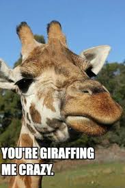 Pin By Michele Skatzes Keller On Awesome Animals Animal Puns Funny Giraffe Giraffe Pictures