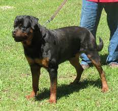 Find your perfect rottweiler puppy at vom bullenfeld rottweilers kennel. Von Warterr Rottweilers German Rottweiler Puppies For Sale
