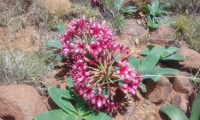 Image result for Ammocharis tinneana