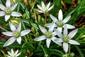 We did not find results for: Star Of Bethlehem Plant Care Growing Guide