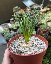 Image result for Albuca kirkii
