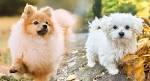 Pomeranian Mixes | List of Designer Dogs Half Pom