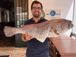 como preferem comer garoupa grelhada cozida massinha cataplana how to cook pasta cooking on the grill grouper