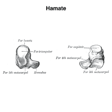 Image result for Hamate Bone