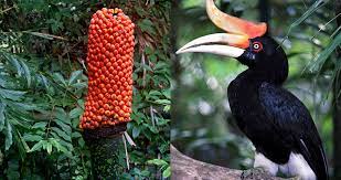 The corpse flower, also known as a titan arum (amorphophallus titanum) is a plant that is native to sumatra, indonesia. Stop And Smell The Corpse Flower The Biggest Flower In The World