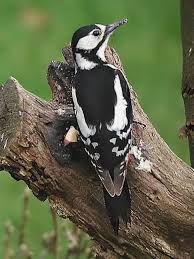Black And White Spotted Bird With Red Head Woodpecker 480 640 Pet Birds Black And White Birds Beautiful Birds