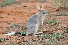 Mammals Of Australian Outback Juvenile Bilby Australia Animals Australian Mammals Bilby Animal