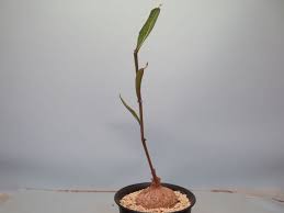 Image result for Adenia goetzei