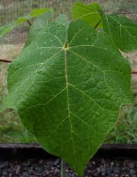 Image result for Firmiana simplex