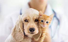 From mri's and hydrotherapy to acupuncture and stem cell therapy, your pet may need extensive medical care. Pet Insurance Vca Animal Hospital