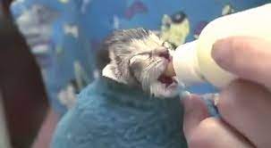 Cara Merawat Anak Kucing Yang Baru Lahir Tazesiru Cat S House Membantu Kucing Melahirkan Merupakan Suatu Pengalaman Yan Kitten Care Cat Care Newborn Kittens