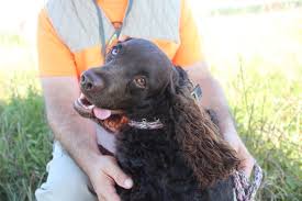 The american water spaniel, as the name suggests, is a breed of water spaniels that developed in the united states most probably during the period of colonization. Can You Name Wisconsin S Official Dog Breed You Might Be Surprised