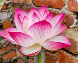 I'm looking for anyone who sells water lettuce, I would like to buy a few  of them. I know they multiply like water hyacinth, but I've seen it in  other ponds on