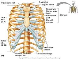 Rib cage , in vertebrate anatomy, basketlike skeletal structure that forms the chest, or thorax, and is made up of the ribs and their corresponding attachments to the sternum (breastbone). Axial Skeleton Rib Cage Anatomy