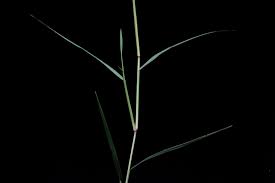 Image result for Cynodon aethiopicus