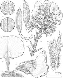 Image result for Indigofera setulosa