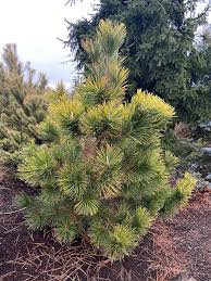 Image result for Thunbergia pynaertii