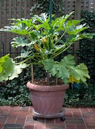 Maybe you would like to learn more about one of these? How To Grow Zucchini In A Pot Successfully Balcony Garden Web