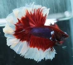 Male Salamander Rose Tail Halfmoon Betta Thai Imp Top Quality With Images Betta Halfmoon Betta Betta Fish Tank