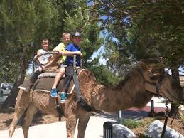 By riding into jerusalem in this manner he foreshadows his. Page 2 Pony Rides Camel Rides Petting Zoos Exotic Animal Rental