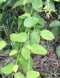 Image result for Gouania