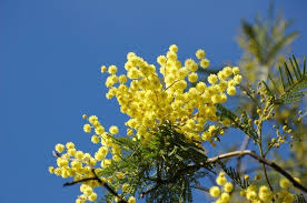 The holiday recognizes the social and political struggles that women have faced for centuries. International Women S Day In Italy The Tradition Of Giving Mimosa