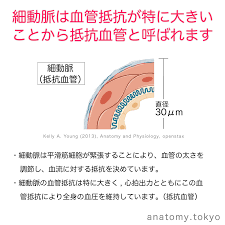 内皮と数層の平滑筋から構成される細い動脈は 血管収縮神経支配が豊富で 血管 といわれる 生理 解答 抵抗血管 内皮と数層の平滑筋から構成される細い動脈は 血管収縮神経支配が豊富で 血管抵抗が特に大きことから 抵抗血管といわれます 血管平滑筋は通常