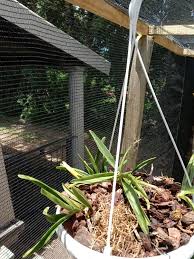 Image result for Ypsilopus erectus